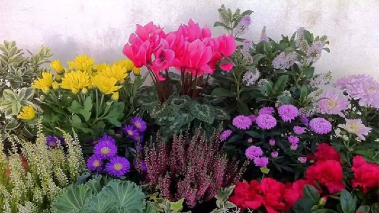 Il metodo giapponese per avere piante sempre in fiore: funziona davvero Il metodo giapponese per avere piante sempre in fiore: funziona davvero