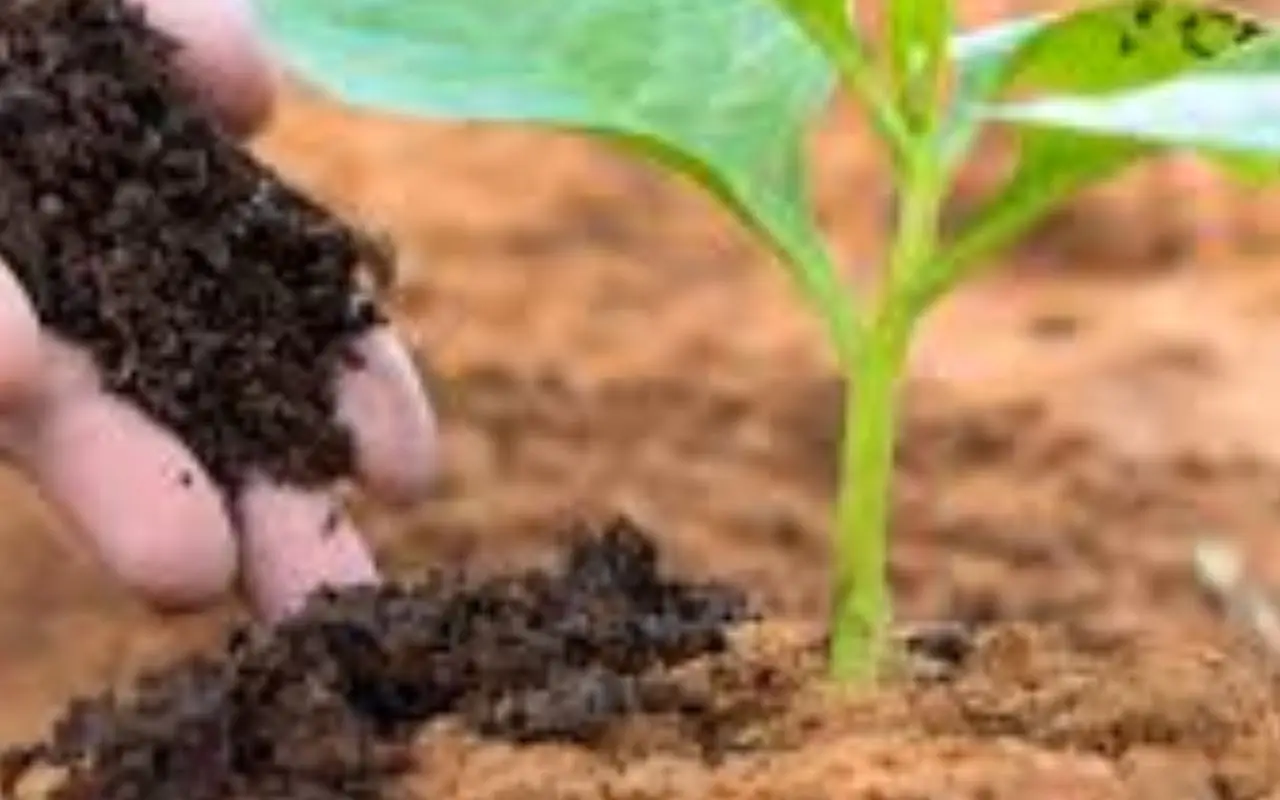 Il concime segreto dei vivaisti per gerani sempre in fiore: ecco l’ingrediente Il concime segreto dei vivaisti per gerani sempre in fiore: ecco l’ingrediente
