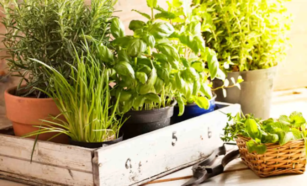 Aromatiche sul balcone: quali piantare e come curarle Aromatiche sul balcone: quali piantare e come curarle