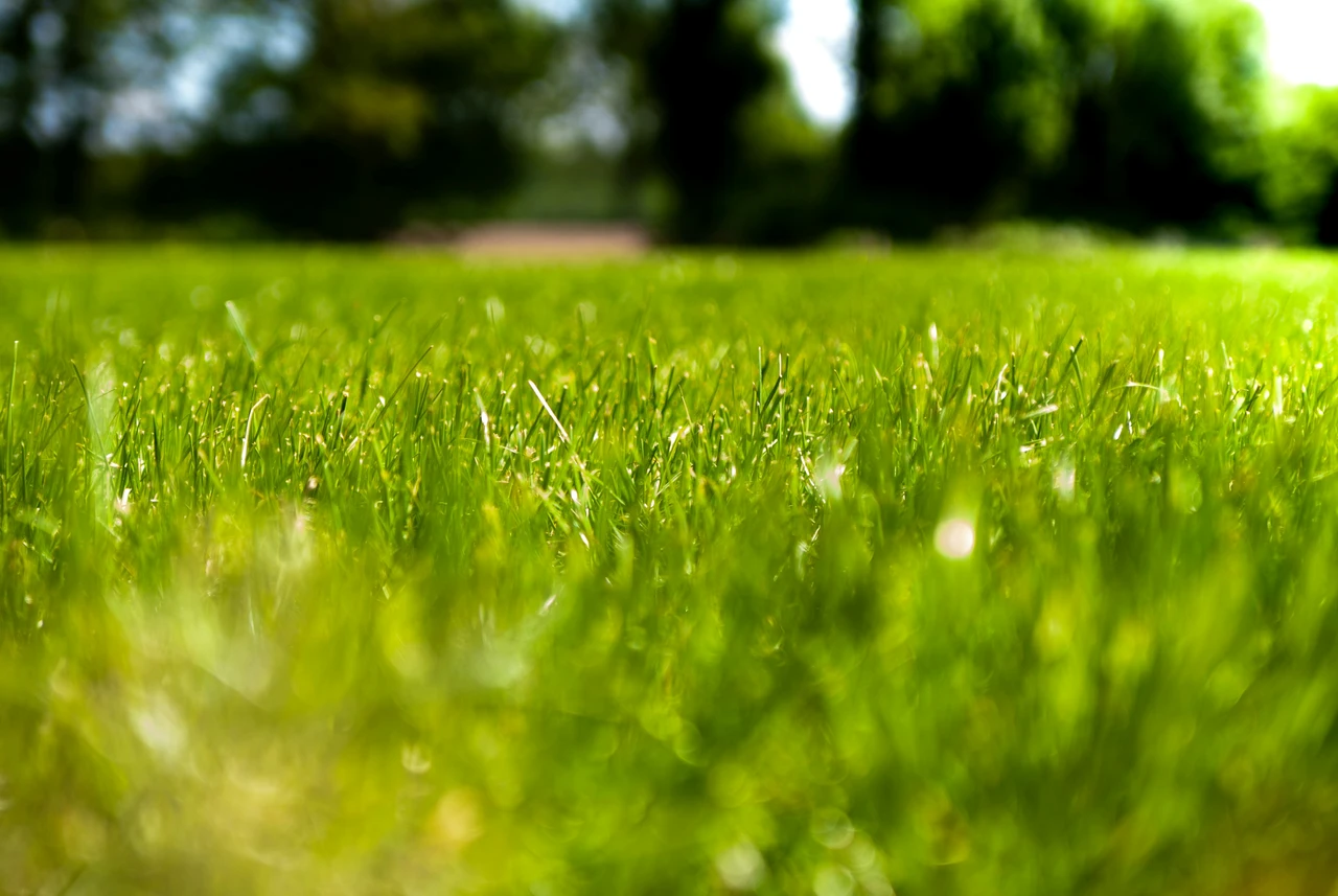 Prato perfetto: ecco il segreto per un verde intenso tutto l’anno Prato perfetto: ecco il segreto per un verde intenso tutto l’anno