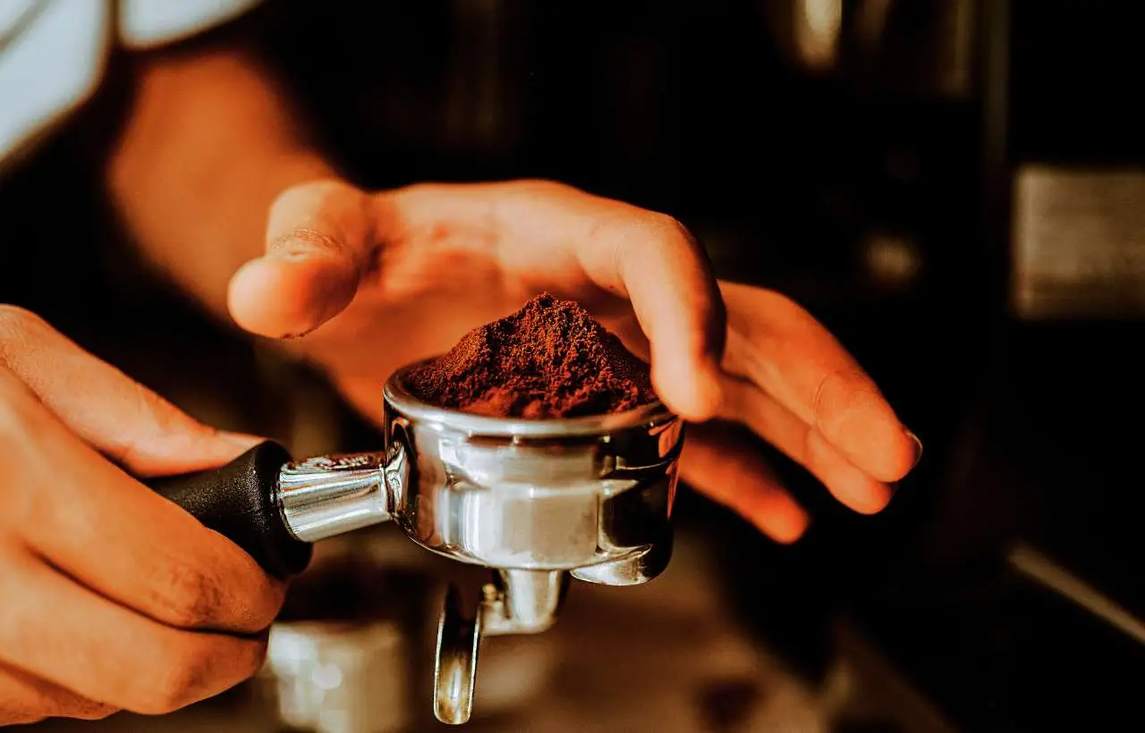 Piante che amano i fondi di caffè: la lista da tenere a portata di mano Piante che amano i fondi di caffè: la lista da tenere a portata di mano