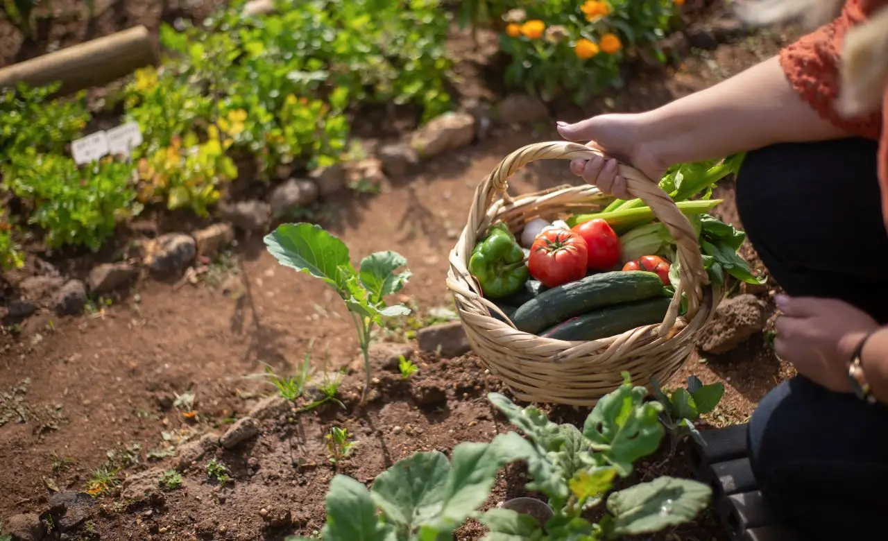 Semina autunnale: quali ortaggi piantare ora per l’inverno Semina autunnale: quali ortaggi piantare ora per l’inverno