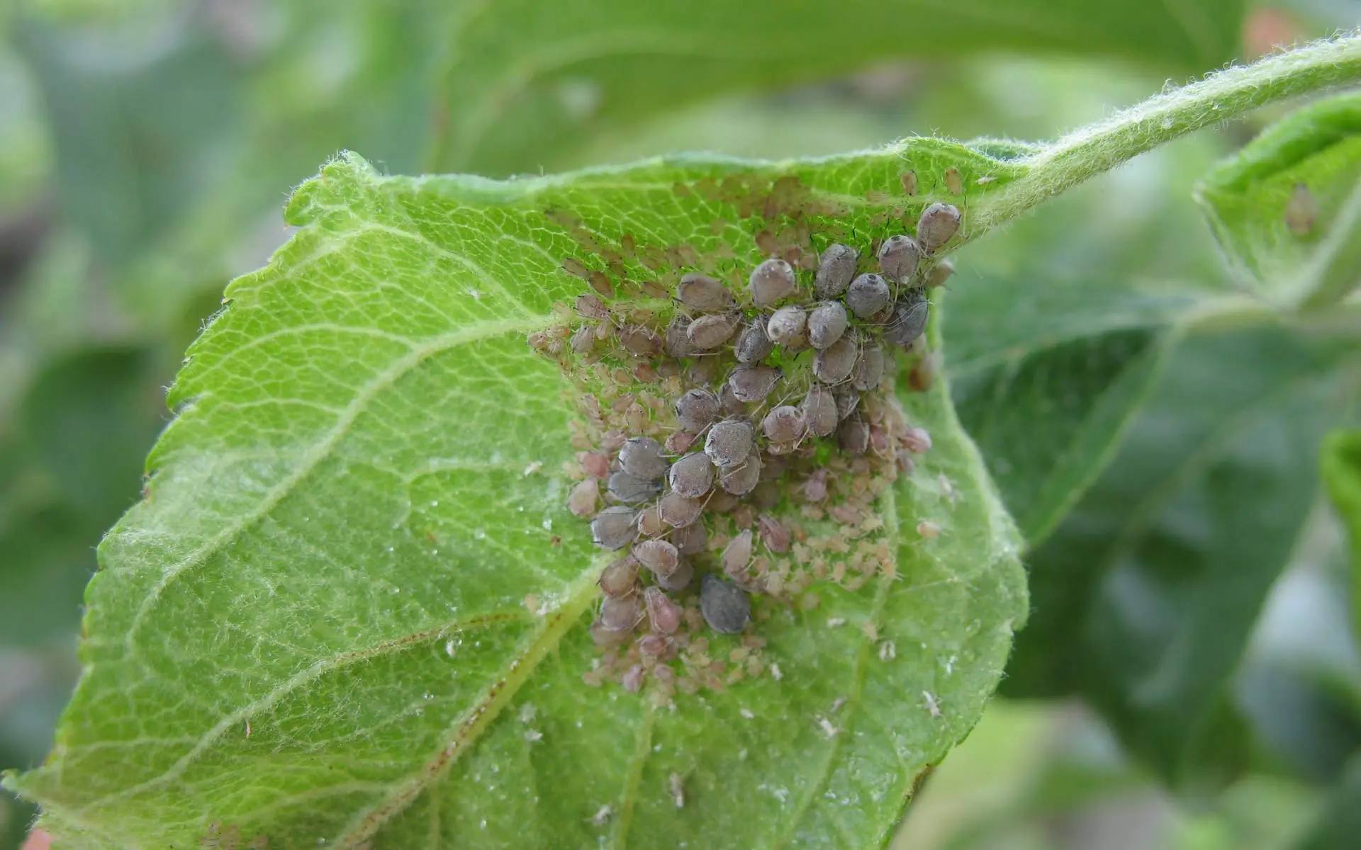 Come eliminare gli afidi dalle piante con un rimedio naturale da cucina Come eliminare gli afidi dalle piante con un rimedio naturale da cucina