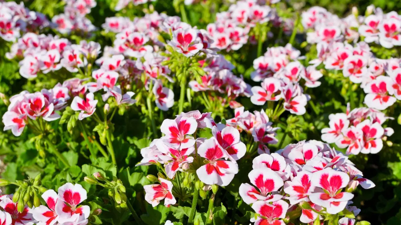 Non usare il detersivo sui gerani: ecco l’ingrediente naturale che li fa fiorire davvero Non usare il detersivo sui gerani: ecco l’ingrediente naturale che li fa fiorire davvero
