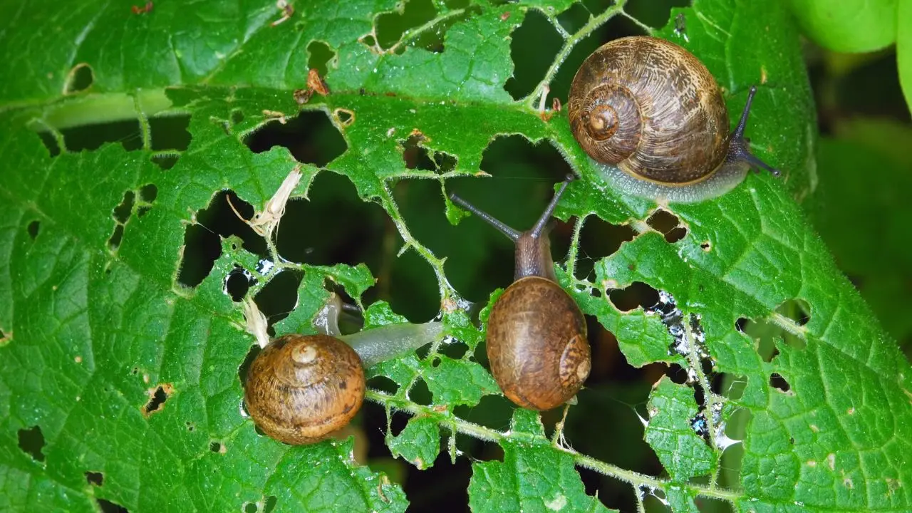 Il trucco per tenere lontane le lumache dalle piante in vaso: funziona anche in balcone Il trucco per tenere lontane le lumache dalle piante in vaso: funziona anche in balcone