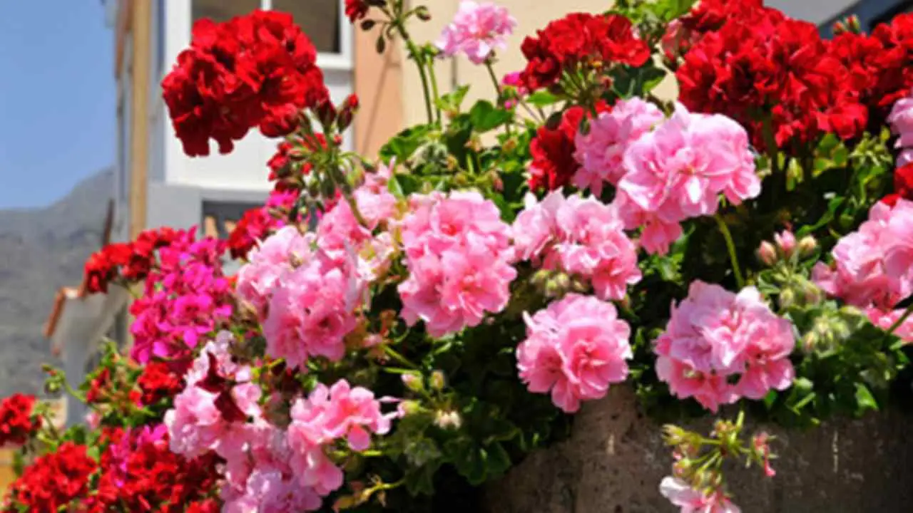 Gerani sempre in fiore? Il concime naturale dei vivaisti da provare subito Gerani sempre in fiore? Il concime naturale dei vivaisti da provare subito