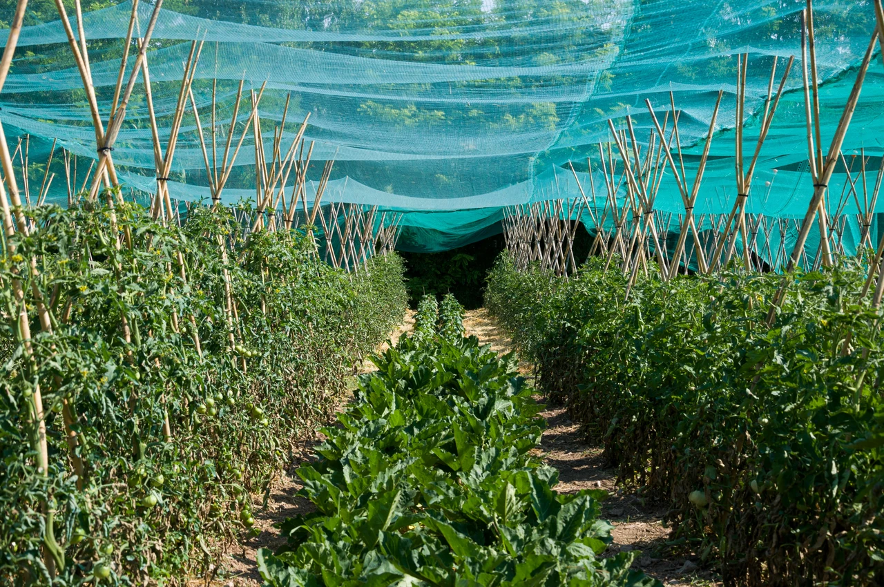 Come proteggere le piante dal caldo estremo: il metodo che usano nei giardini botanici Come proteggere le piante dal caldo estremo: il metodo che usano nei giardini botanici