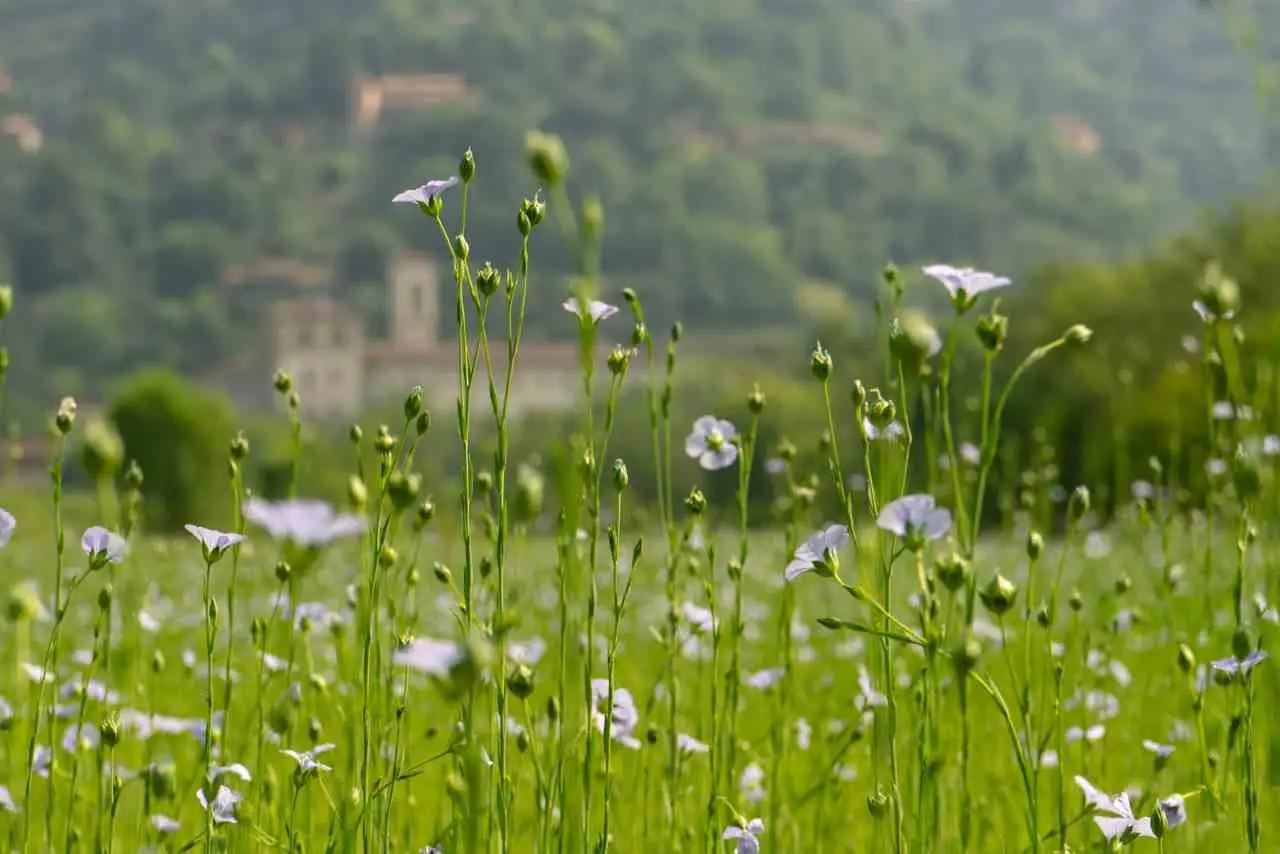 Il segreto per far durare di più le fioriture estive: lo usano nei vivai professionali Il segreto per far durare di più le fioriture estive: lo usano nei vivai professionali
