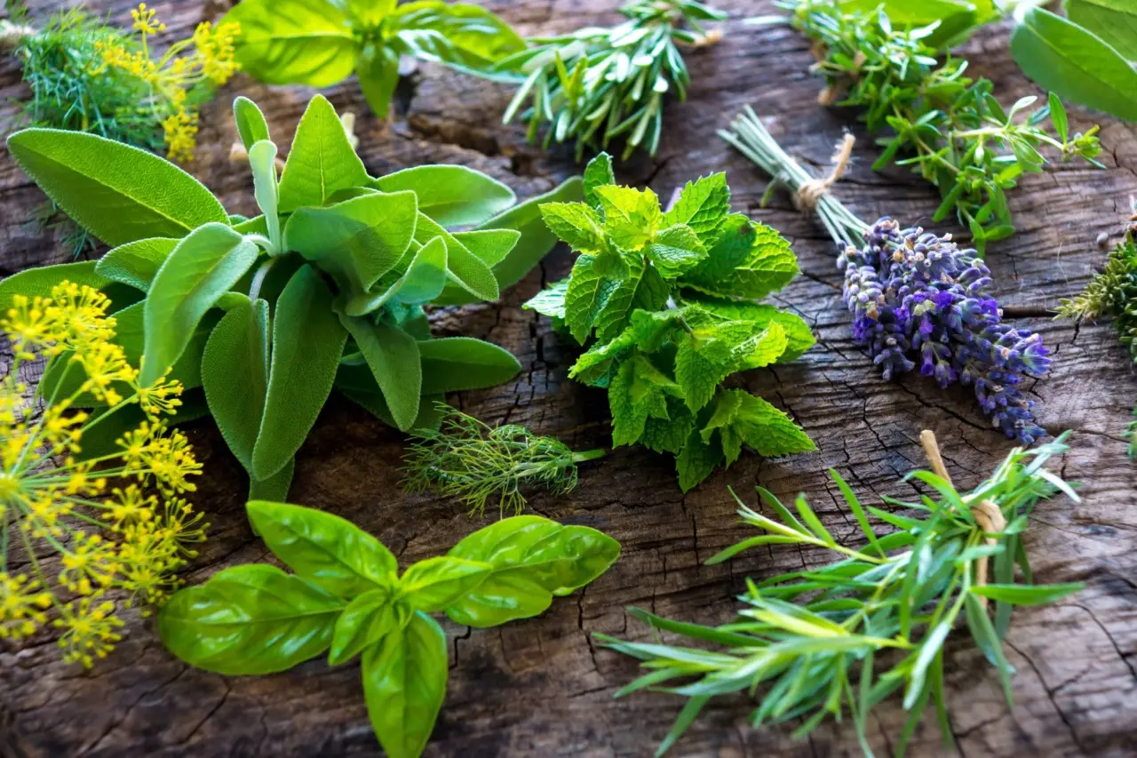 Attenzione alle piante aromatiche in balcone: ecco perché attirano insetti se trascurate Attenzione alle piante aromatiche in balcone: ecco perché attirano insetti se trascurate