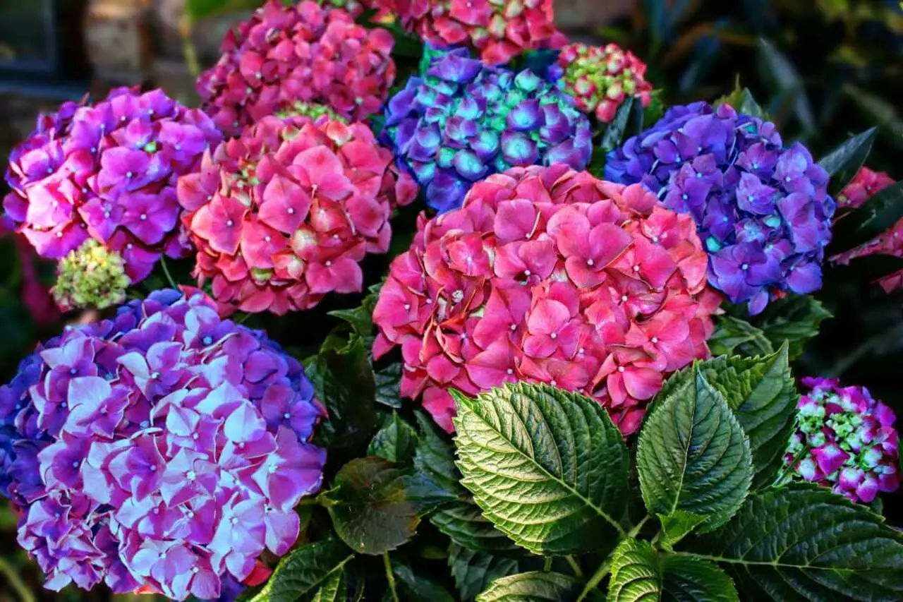 Non buttare l’acqua del riso: il concime liquido perfetto per gerani e ortensie Non buttare l’acqua del riso: il concime liquido perfetto per gerani e ortensie