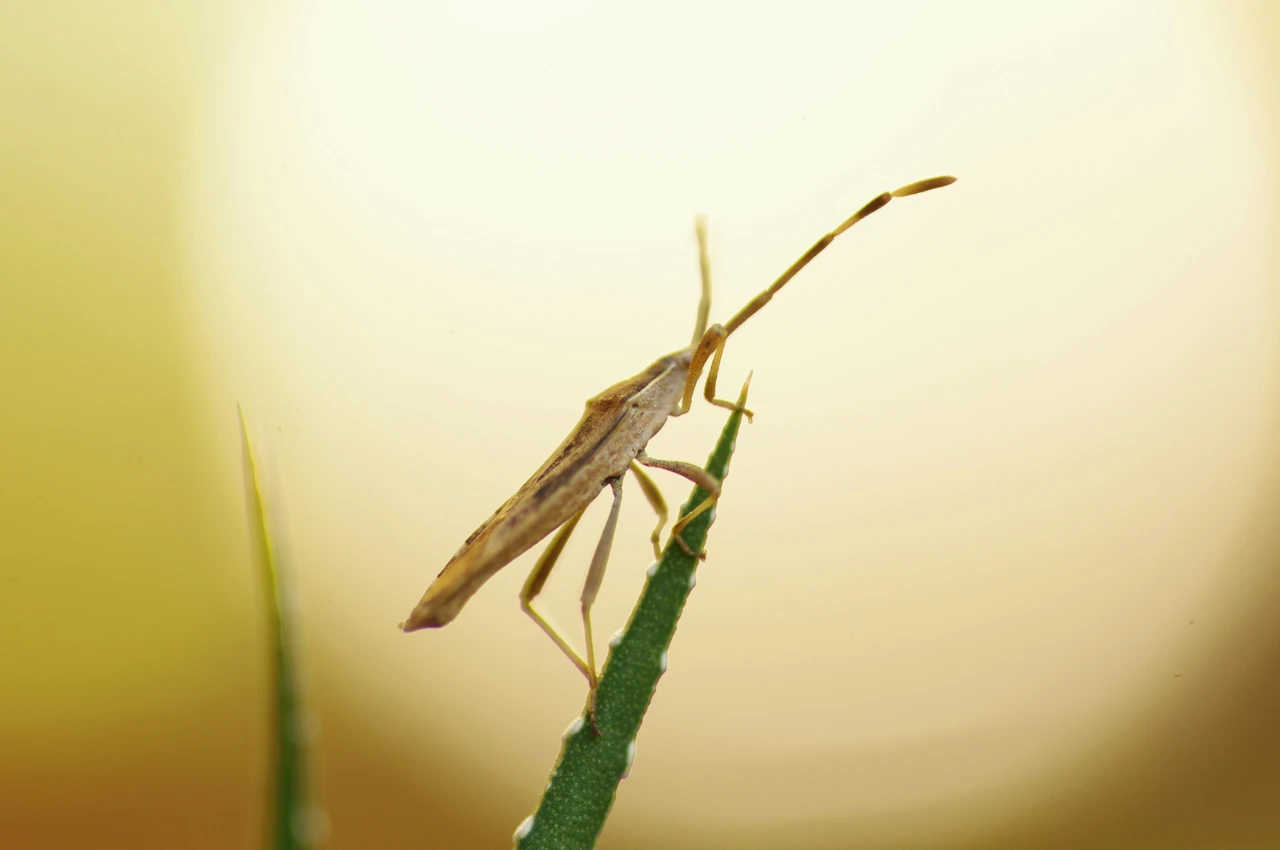 La pianta che tiene lontani gli insetti e resiste al sole tutto luglio La pianta che tiene lontani gli insetti e resiste al sole tutto luglio