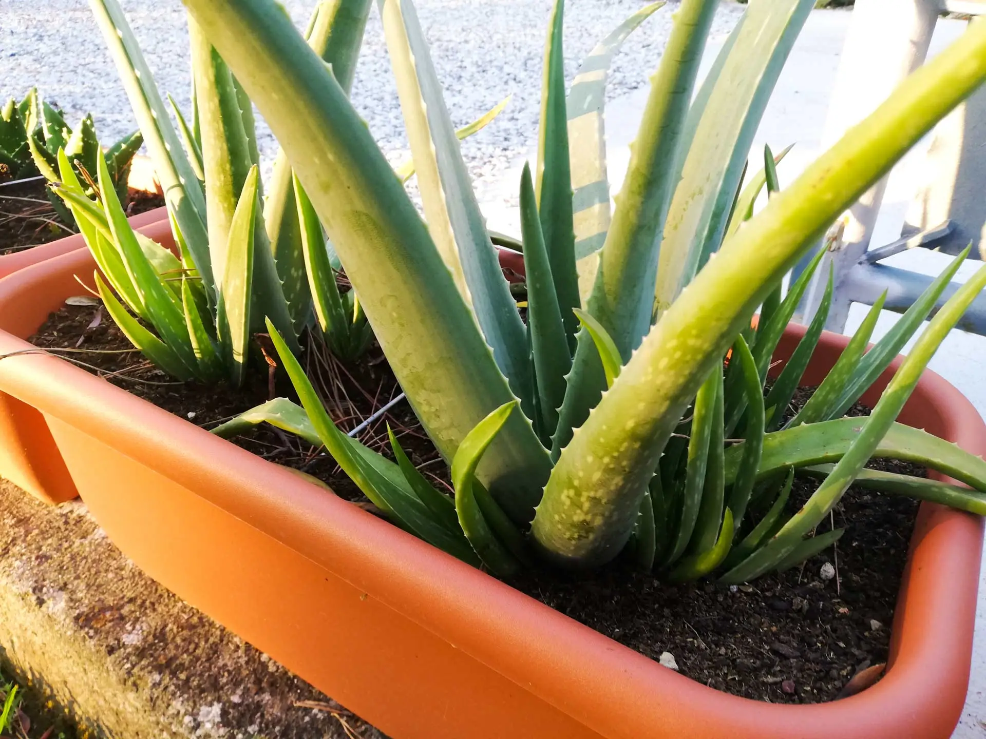Come rinvigorire le piante ingiallite con un solo ingrediente naturale Come rinvigorire le piante ingiallite con un solo ingrediente naturale