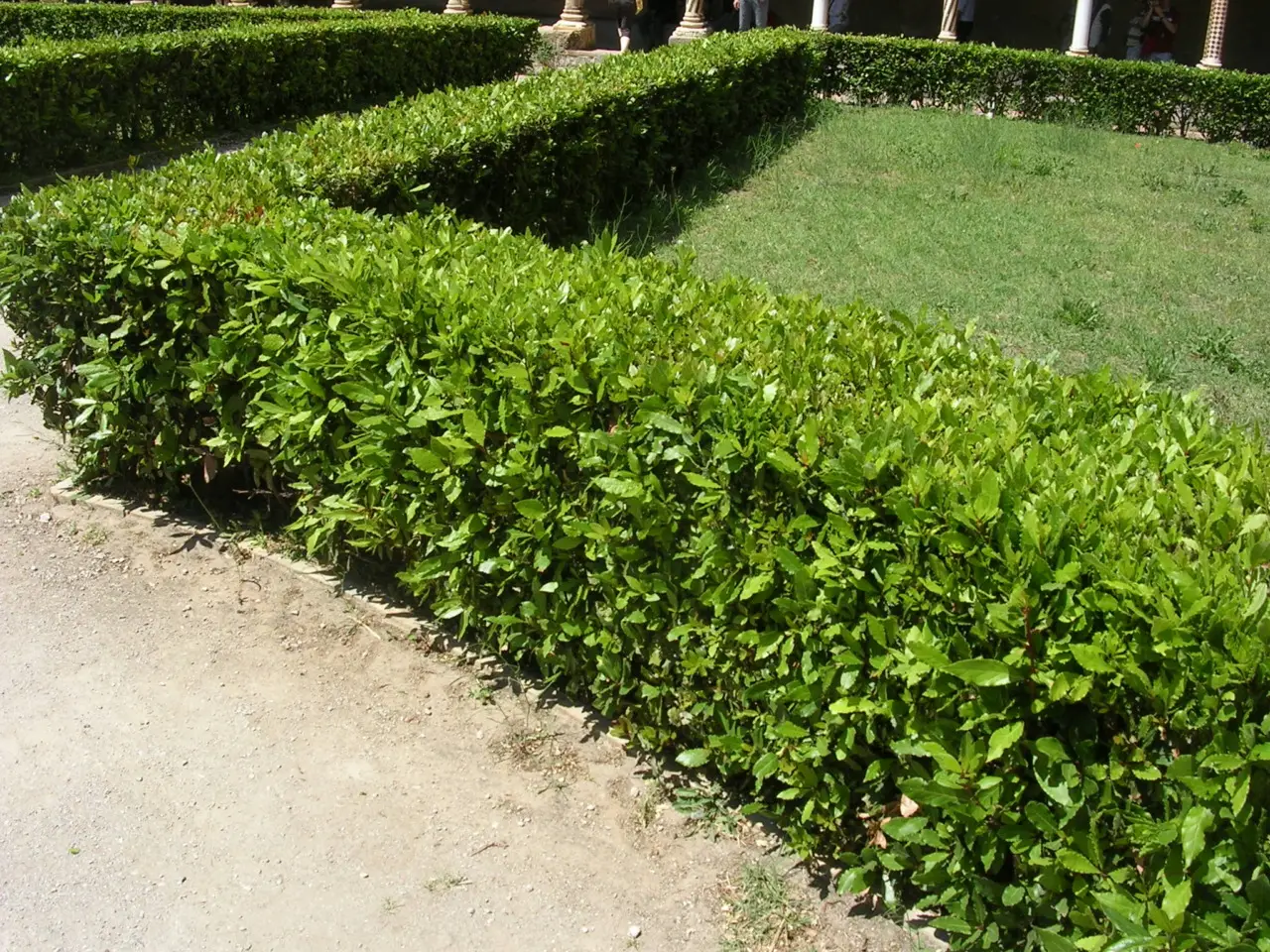 Aceto in giardino: scopri perché molte siepi restano intatte anche dopo il trattamento Aceto in giardino: scopri perché molte siepi restano intatte anche dopo il trattamento