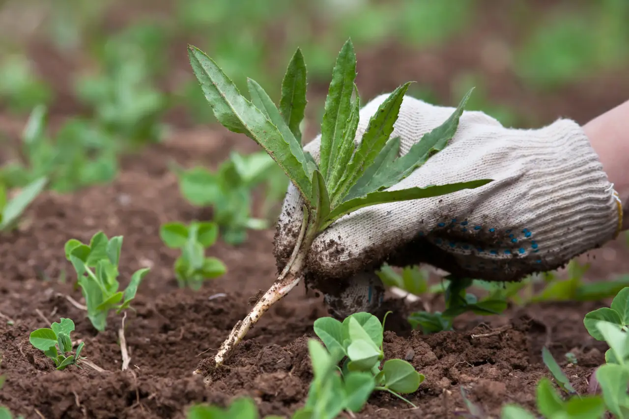 Erbacce sulla ghiaia? Un ingrediente della dispensa cambia l'aspetto del vialetto Erbacce sulla ghiaia? Un ingrediente della dispensa cambia l'aspetto del vialetto