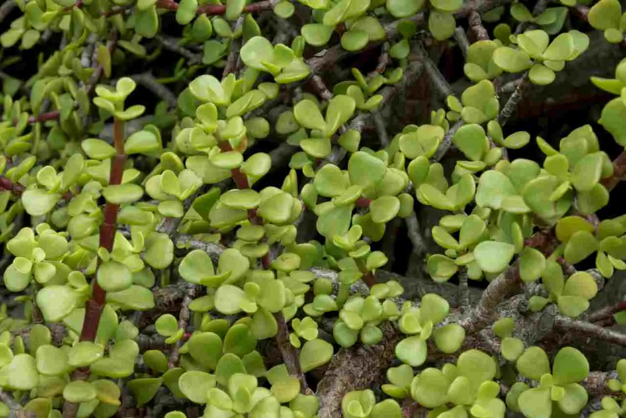 Pezzetti di cartone accanto agli ortaggi: quali vantaggi portano nella lotta alla portulaca Pezzetti di cartone accanto agli ortaggi: quali vantaggi portano nella lotta alla portulaca