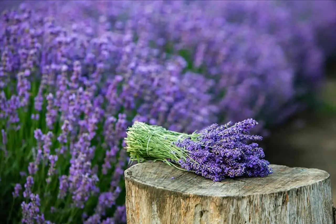 Borraccia d’acqua ossigenata e cespugli di lavanda: un alleato nascosto contro il tarassaco Borraccia d’acqua ossigenata e cespugli di lavanda: un alleato nascosto contro il tarassaco