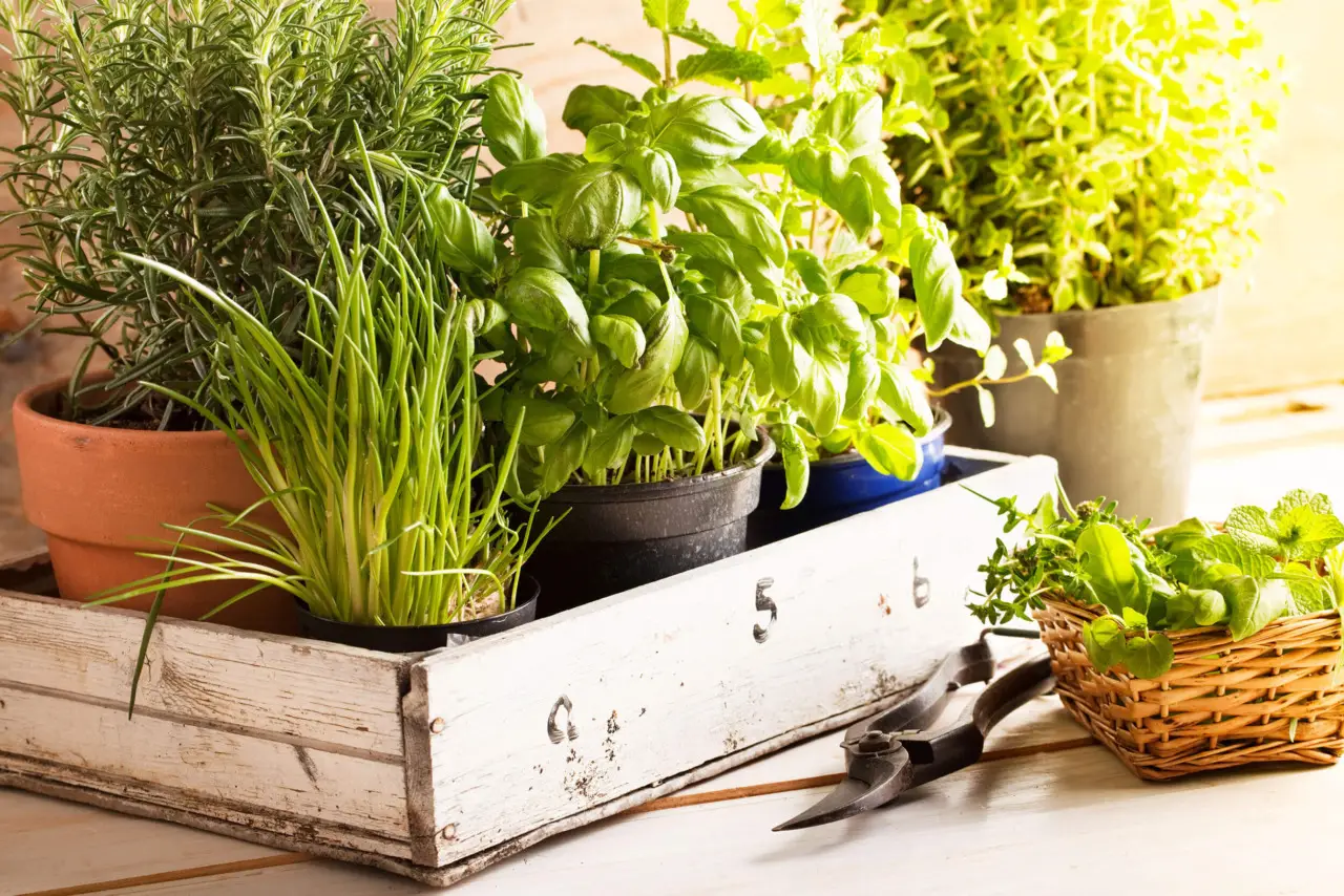 Erbe aromatiche da balcone: quali scegliere per profumare e tenere lontani insetti Erbe aromatiche da balcone: quali scegliere per profumare e tenere lontani insetti