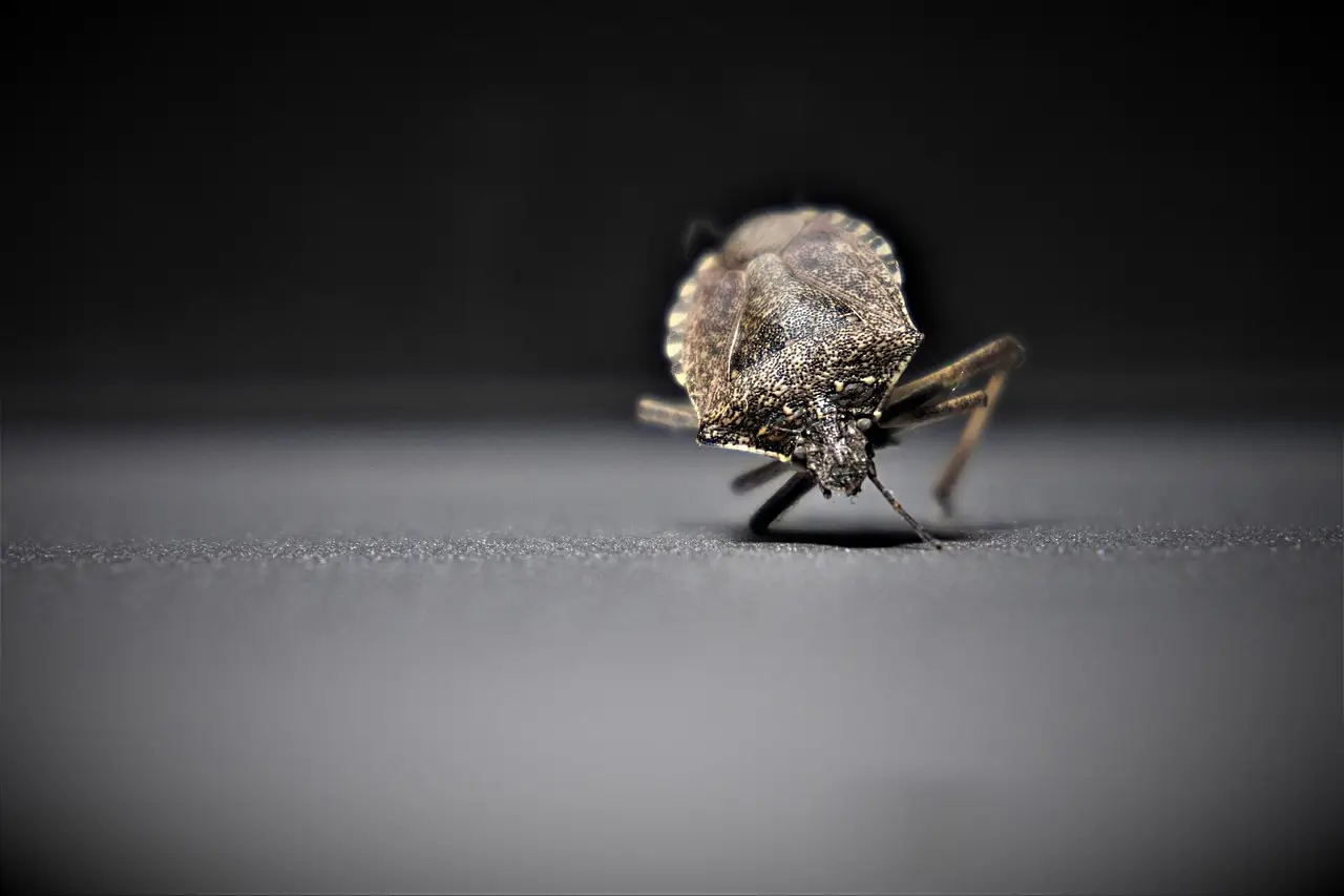 Scopri perché la presenza di cimici in camera può segnalare un problema nascosto Scopri perché la presenza di cimici in camera può segnalare un problema nascosto