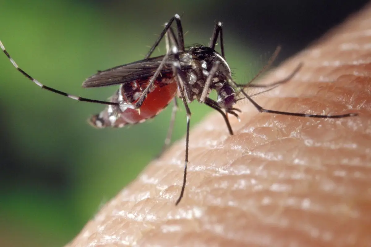 Zanzare tigre in giardino: cosa vuol dire per l’acqua stagnante e come agire subito Zanzare tigre in giardino: cosa vuol dire per l’acqua stagnante e come agire subito