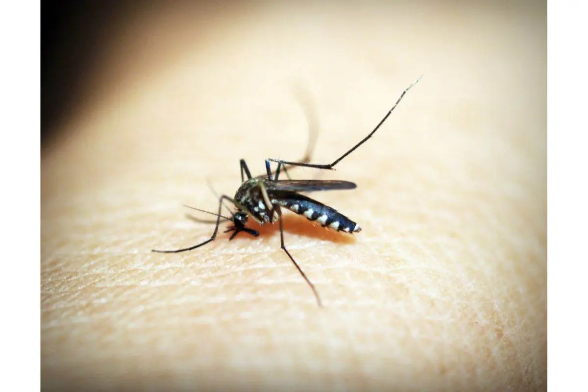 Zanzare tigre in giardino: cosa vuol dire per l’acqua stagnante e come agire subito Zanzare tigre in giardino: cosa vuol dire per l’acqua stagnante e come agire subito