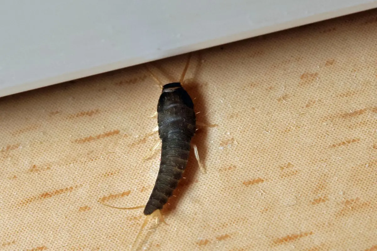 Attenzione alla muffa: i pesciolini d’argento si nascondono vicino alle perdite d’acqua Attenzione alla muffa: i pesciolini d’argento si nascondono vicino alle perdite d’acqua
