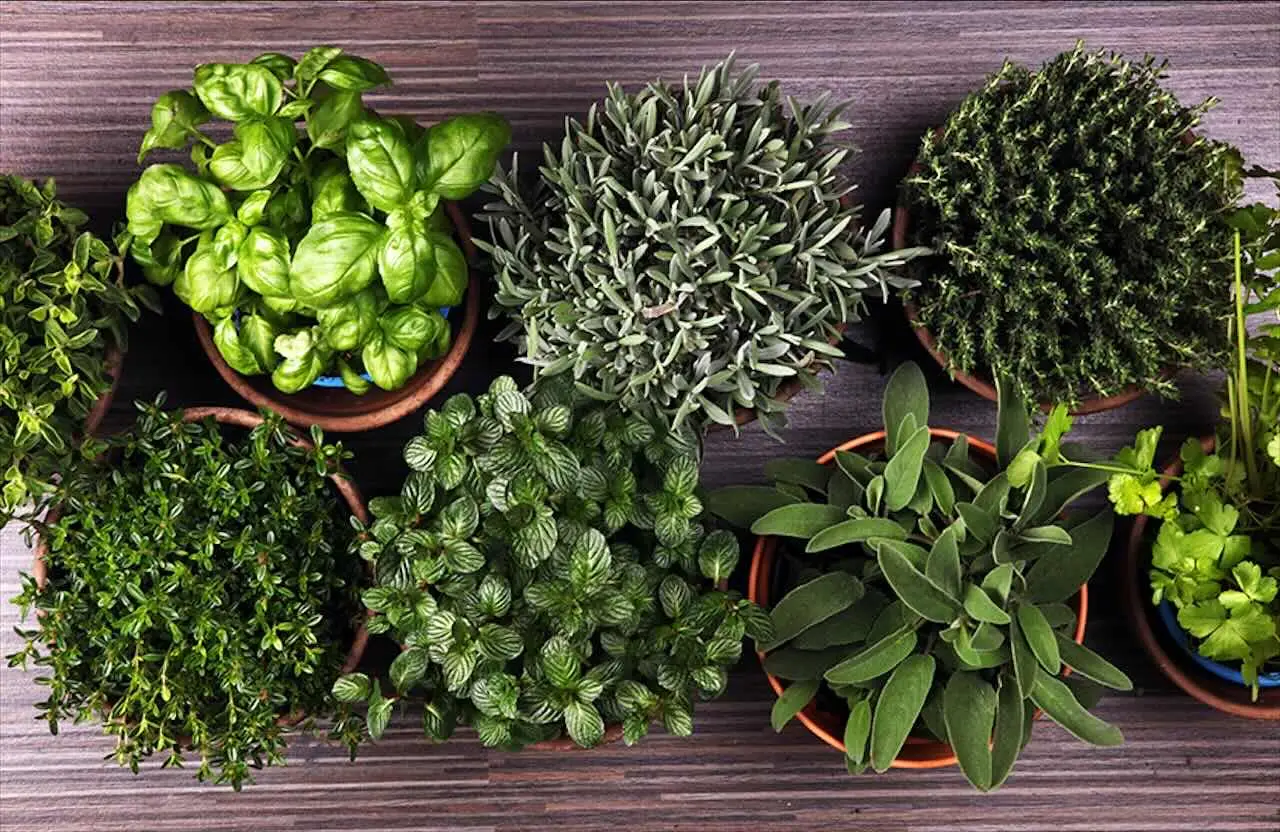Prepara un disintossicante naturale usando ingredienti dell’orto in pochi minuti Prepara un disintossicante naturale usando ingredienti dell’orto in pochi minuti
