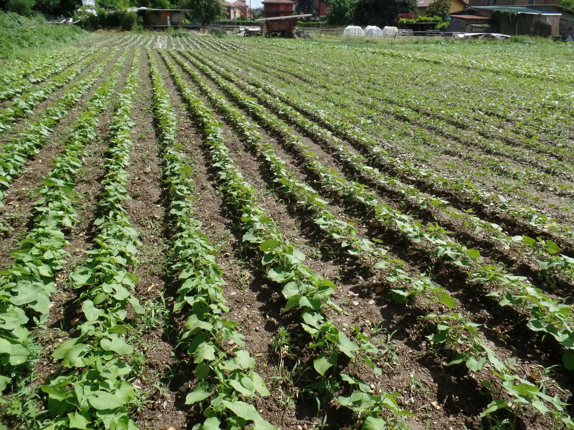Difendi orto e giardino con una miscela naturale contro i parassiti più comuni Difendi orto e giardino con una miscela naturale contro i parassiti più comuni