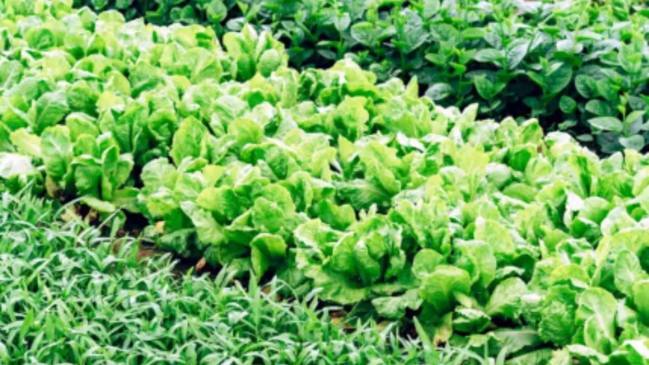Difendi orto e giardino con una miscela naturale contro i parassiti più comuni Difendi orto e giardino con una miscela naturale contro i parassiti più comuni