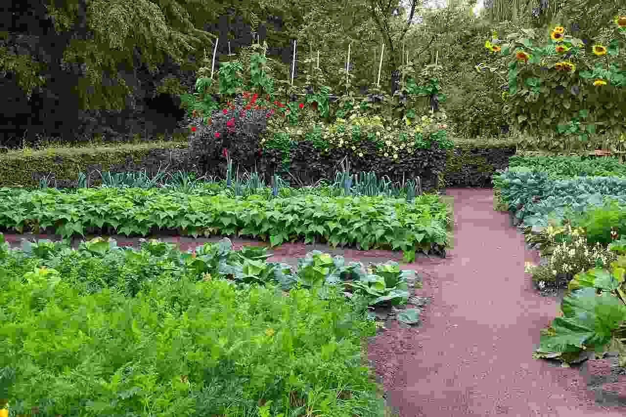 Difendi orto e giardino con una miscela naturale contro i parassiti più comuni Difendi orto e giardino con una miscela naturale contro i parassiti più comuni