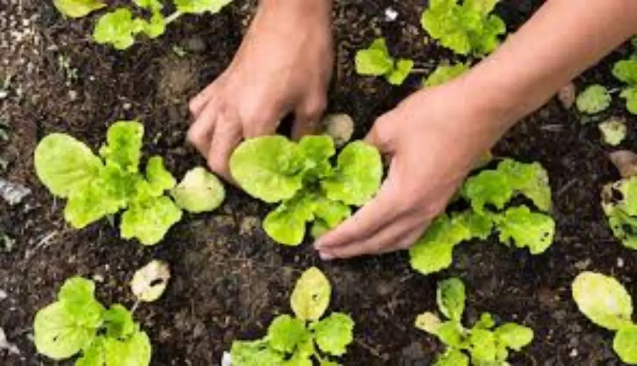 Difendi orto e giardino con una miscela naturale contro i parassiti più comuni Difendi orto e giardino con una miscela naturale contro i parassiti più comuni