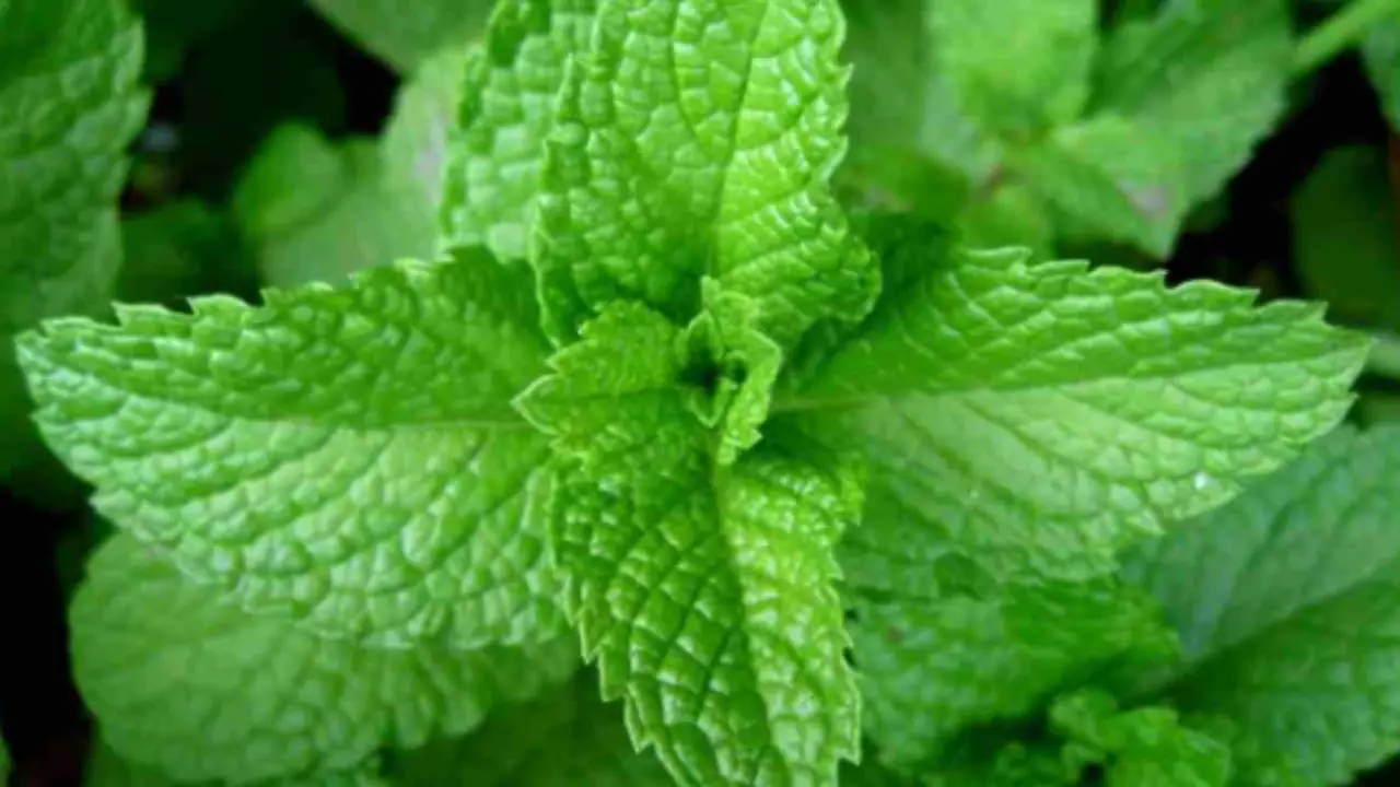 Metodo facile per realizzare un decotto digestivo con foglie di menta fresca Metodo facile per realizzare un decotto digestivo con foglie di menta fresca