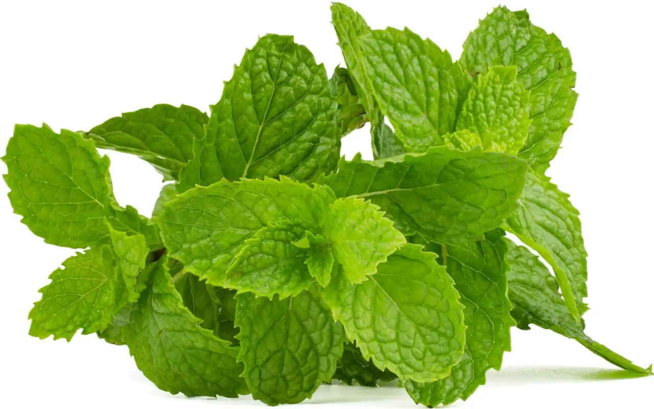 Metodo facile per realizzare un decotto digestivo con foglie di menta fresca Metodo facile per realizzare un decotto digestivo con foglie di menta fresca