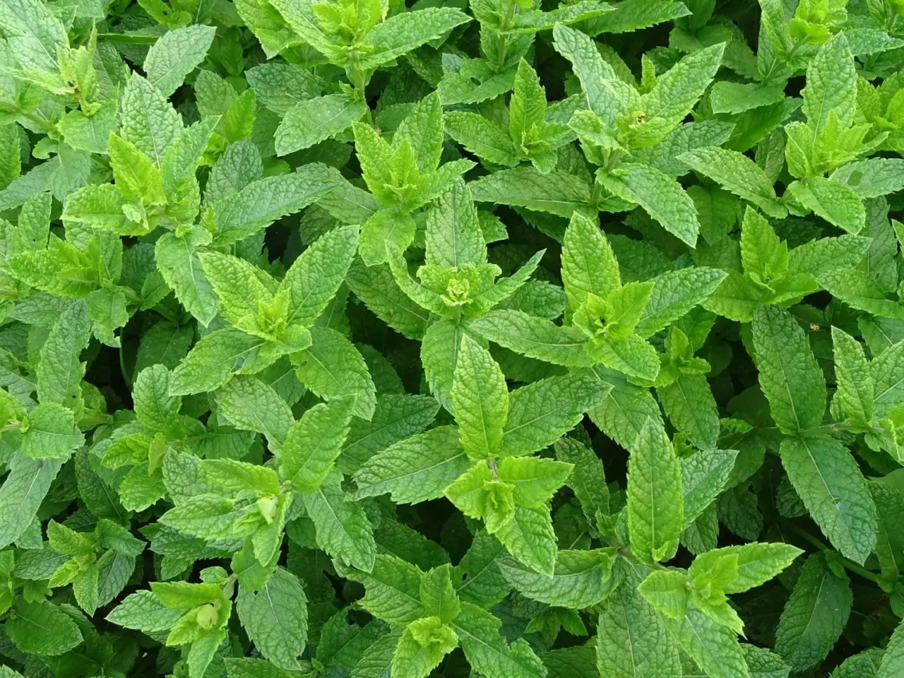 Metodo facile per realizzare un decotto digestivo con foglie di menta fresca Metodo facile per realizzare un decotto digestivo con foglie di menta fresca