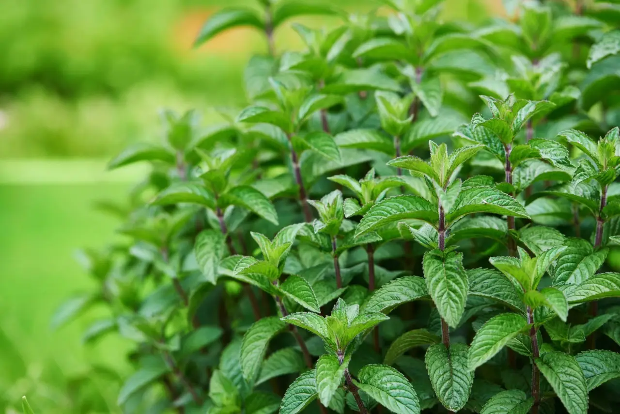 Metodo facile per realizzare un decotto digestivo con foglie di menta fresca Metodo facile per realizzare un decotto digestivo con foglie di menta fresca