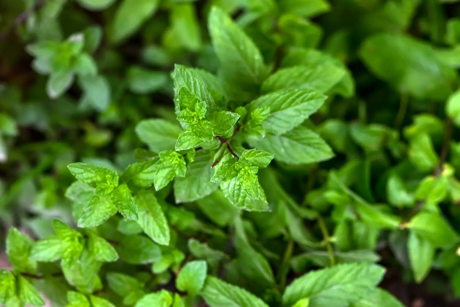 Metodo facile per realizzare un decotto digestivo con foglie di menta fresca Metodo facile per realizzare un decotto digestivo con foglie di menta fresca