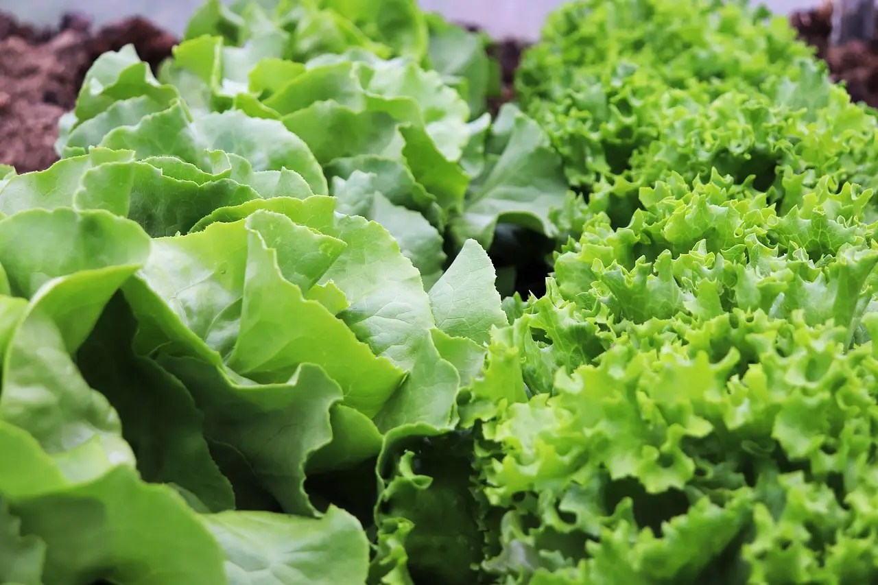 Allontanare lumache dall’insalata con rimedi biologici facili ed efficaci Allontanare lumache dall’insalata con rimedi biologici facili ed efficaci