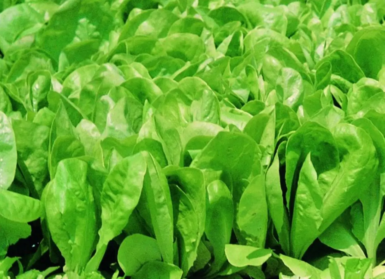 Allontanare lumache dall’insalata con rimedi biologici facili ed efficaci Allontanare lumache dall’insalata con rimedi biologici facili ed efficaci