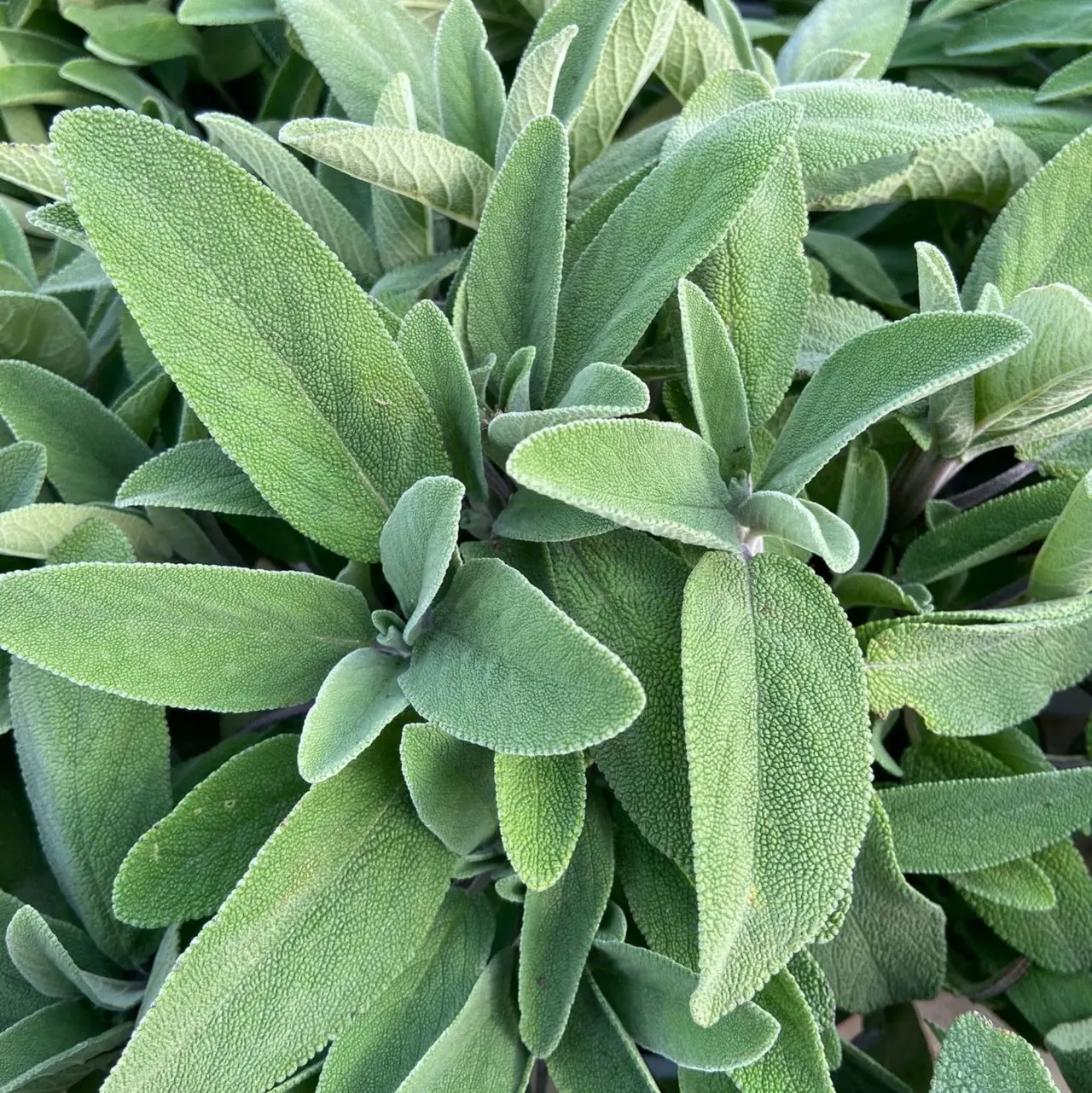 Ecco le regole per annaffiare la salvia in vaso e mantenerla profumata tutto l'anno Ecco le regole per annaffiare la salvia in vaso e mantenerla profumata tutto l'anno