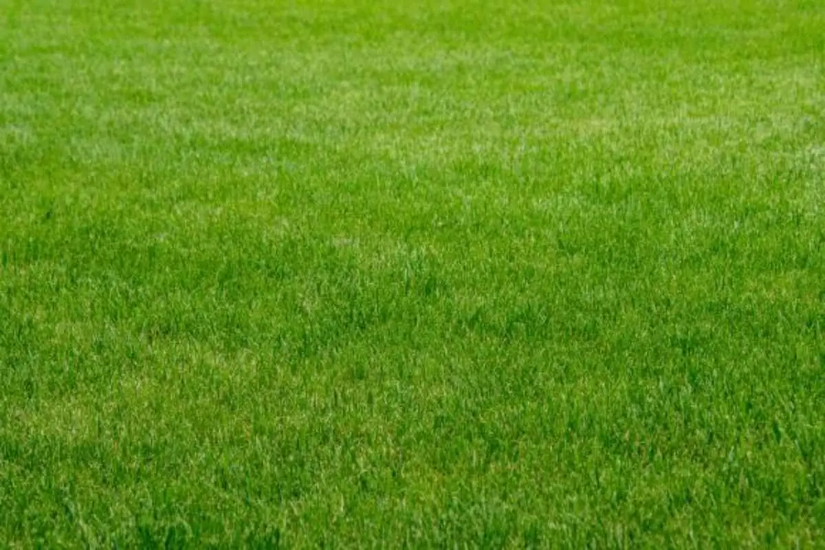 Ottieni un prato verde fitto anche all’ombra scegliendo una sola varietà resistente Ottieni un prato verde fitto anche all’ombra scegliendo una sola varietà resistente
