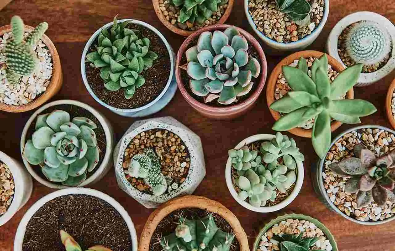 Curiosità: perché le piante grasse sono perfette per chi non ha tempo ma vuole del verde Curiosità: perché le piante grasse sono perfette per chi non ha tempo ma vuole del verde