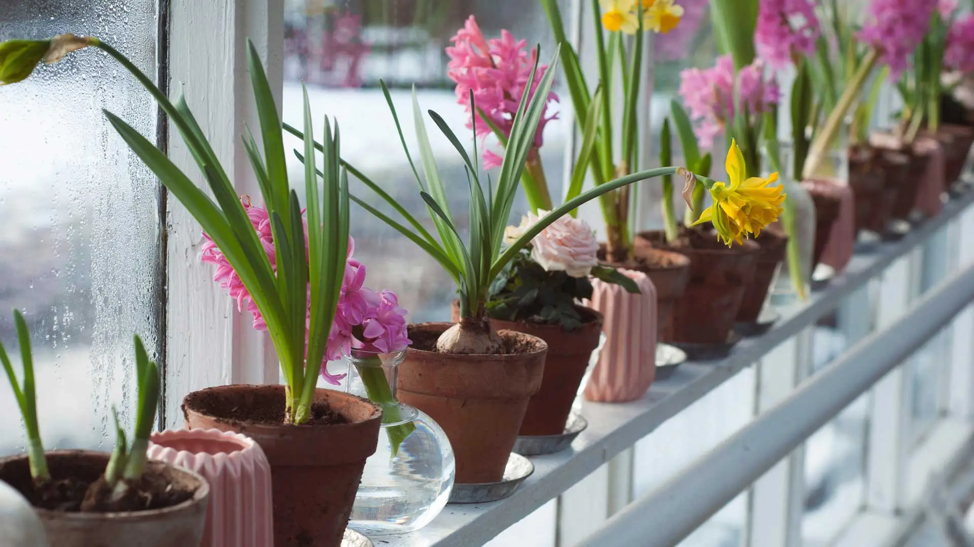 Scopri il trucco per conservare l’umidità nei vasi con un semplice ingrediente di casa Scopri il trucco per conservare l’umidità nei vasi con un semplice ingrediente di casa