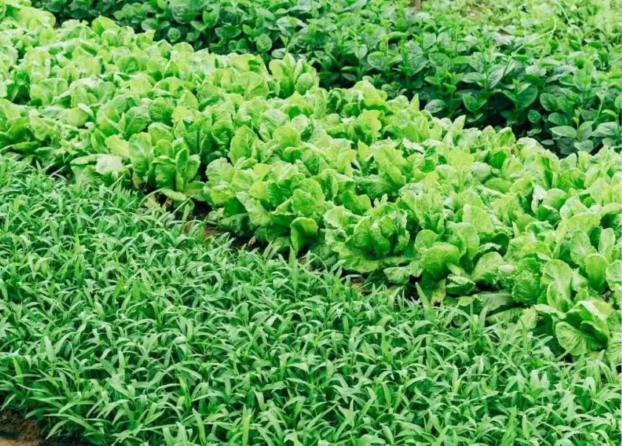 Vuoi un orto produttivo senza manutenzione? Scegli questi ortaggi robusti Vuoi un orto produttivo senza manutenzione? Scegli questi ortaggi robusti