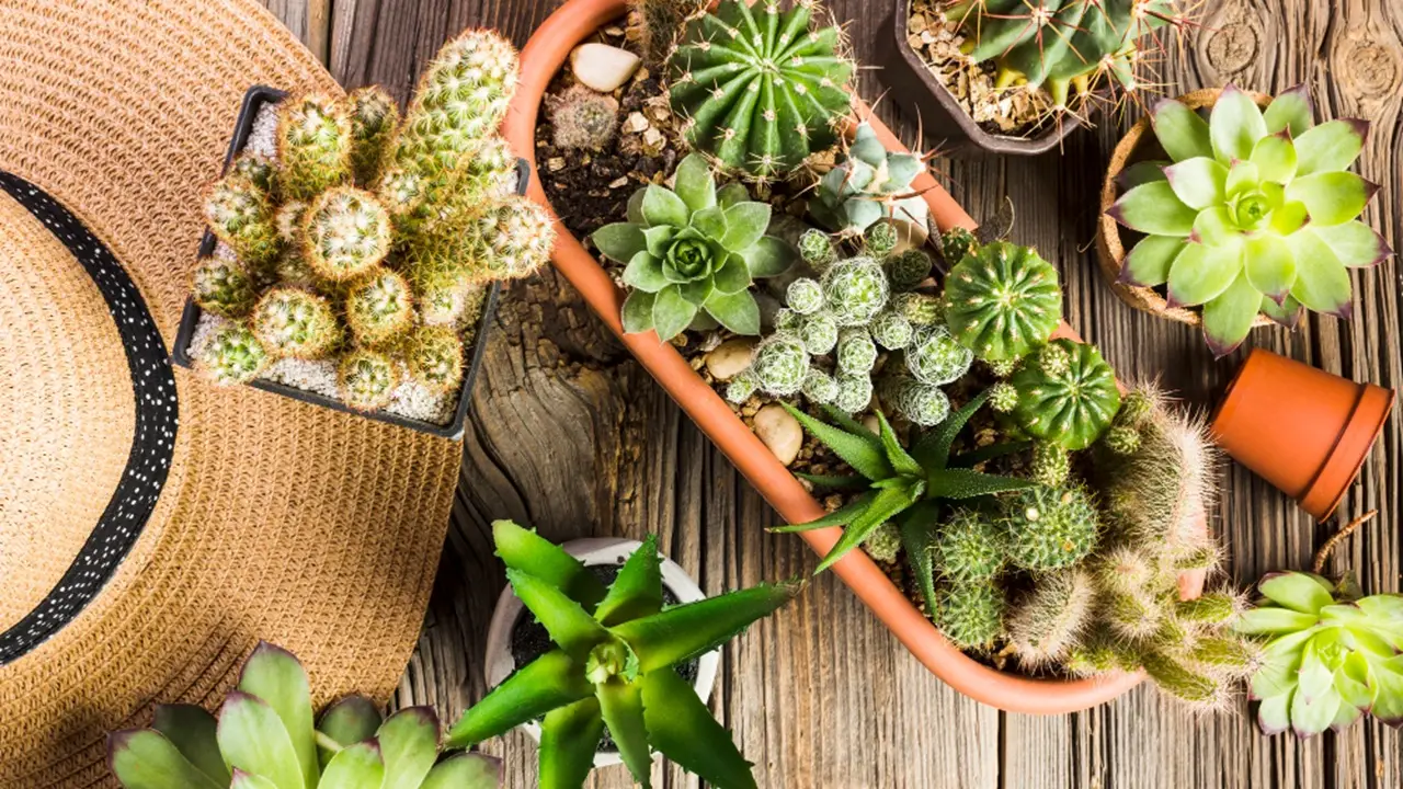 Le piante grasse più belle: come scegliere quella giusta per dare un tocco esotico alla tua casa Le piante grasse più belle: come scegliere quella giusta per dare un tocco esotico alla tua casa