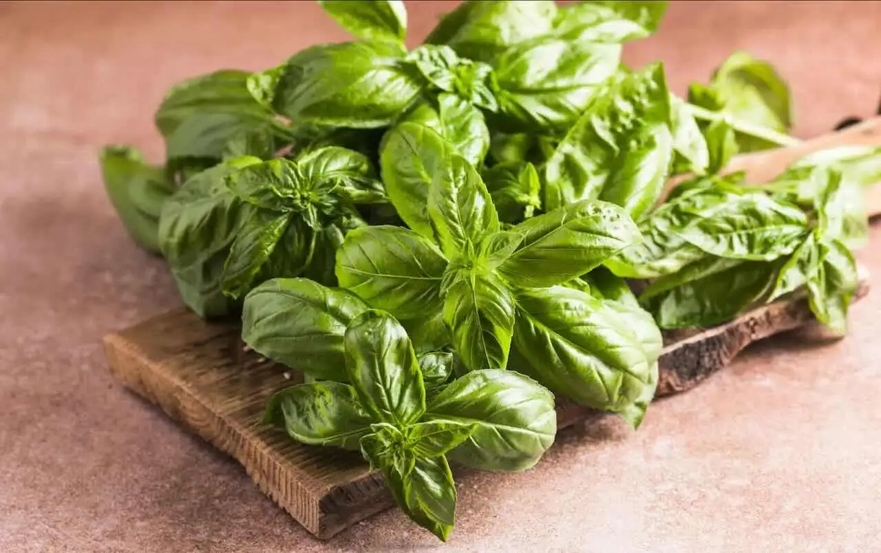 Le migliori piante da abbinare al basilico: scopri quali coltivare insieme per un orto più sano e profumato Le migliori piante da abbinare al basilico: scopri quali coltivare insieme per un orto più sano e profumato