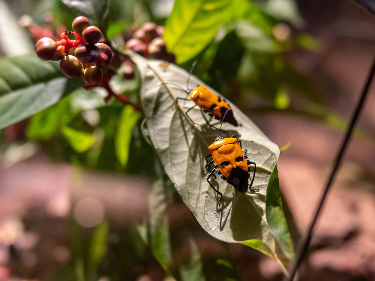 Rimedi naturali e scientifici per tenere lontani gli insetti: quali funzionano davvero? Rimedi naturali e scientifici per tenere lontani gli insetti: quali funzionano davvero?