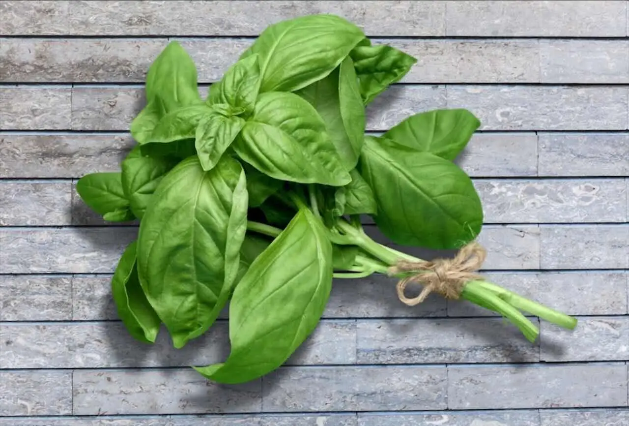 Perché le piante aromatiche come il basilico appassiscono? Cause comuni e soluzioni per mantenerle in salute Perché le piante aromatiche come il basilico appassiscono? Cause comuni e soluzioni per mantenerle in salute