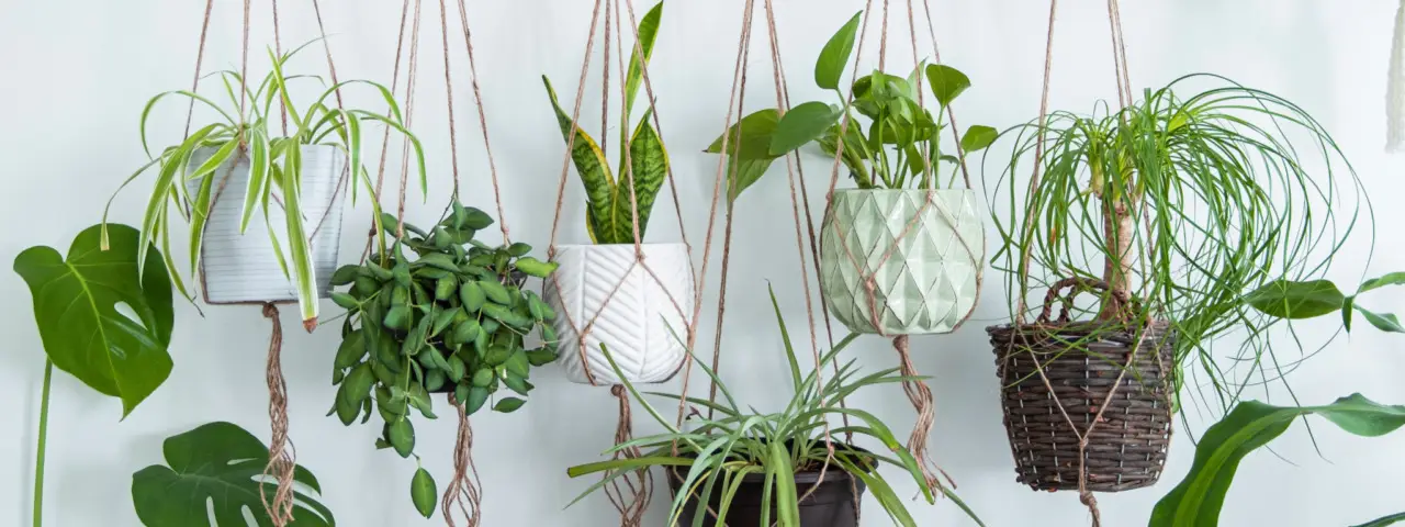 Piante che vivono con poca luce: quali scegliere per arredare anche gli angoli bui di casa Piante che vivono con poca luce: quali scegliere per arredare anche gli angoli bui di casa