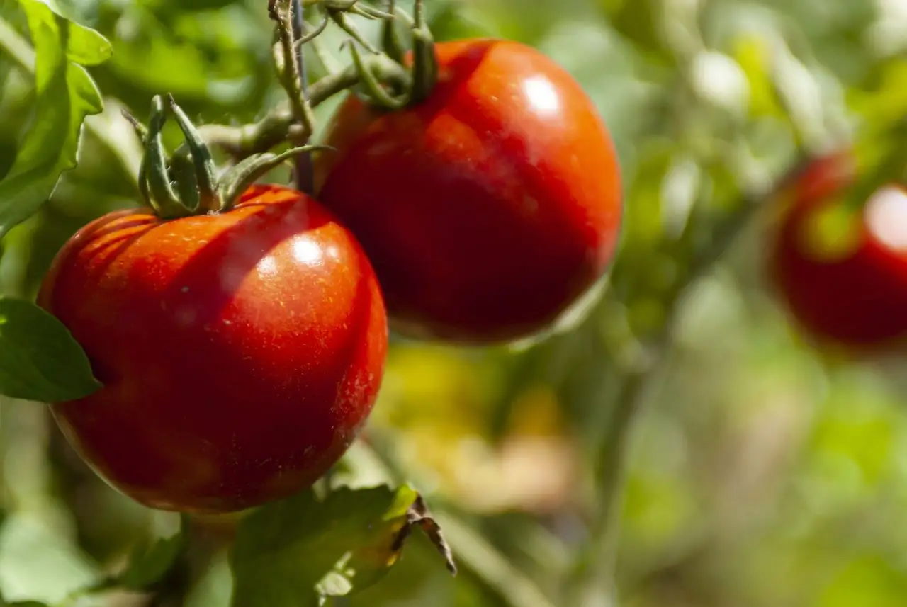 Pomodori che non crescono? Attenzione a questo errore con l’irrigazione Pomodori che non crescono? Attenzione a questo errore con l’irrigazione