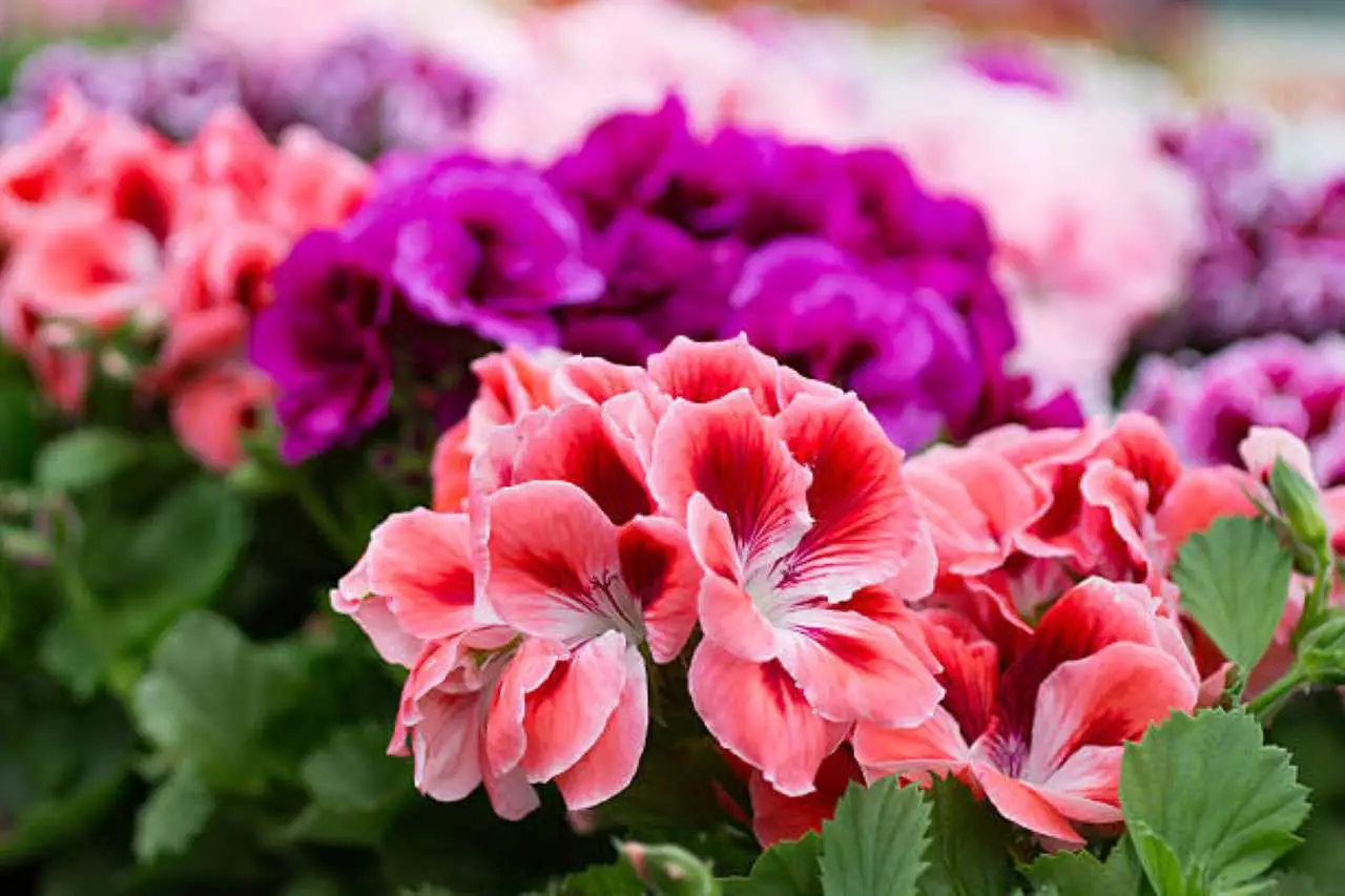 Il trucco per avere gerani sempre pieni di fiori: lo usano i vivaisti Il trucco per avere gerani sempre pieni di fiori: lo usano i vivaisti