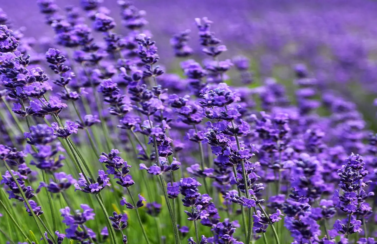 La lavanda fiorisce tutto l'anno? Ecco cosa sapere prima di piantarla La lavanda fiorisce tutto l'anno? Ecco cosa sapere prima di piantarla